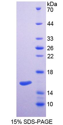 Figure 1. SDS-PAGE