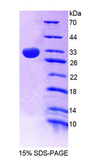 Figure 1. SDS-PAGE