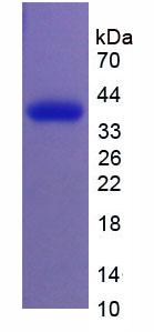 Figure 2. SDS-PAGE