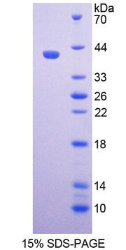 Figure 1. SDS-PAGE