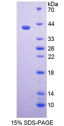Figure 1. SDS-PAGE