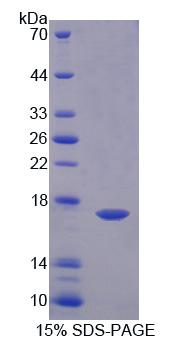 Figure 1. SDS-PAGE