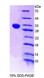 Figure 1. SDS-PAGE