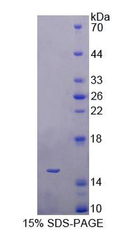 Figure 1. SDS-PAGE