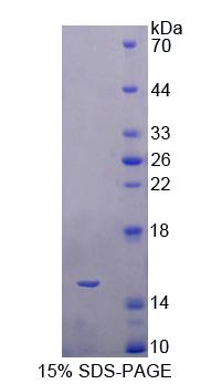 Figure 1. SDS-PAGE