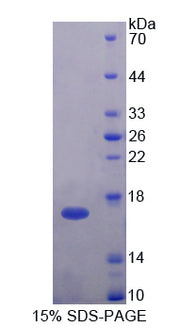 Figure 1. SDS-PAGE