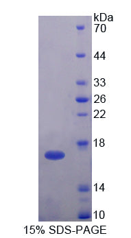 Figure 1. SDS-PAGE