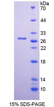 Figure 1. SDS-PAGE