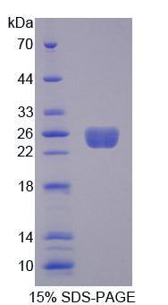 Figure 1. SDS-PAGE