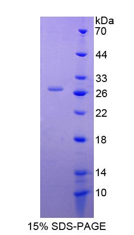 Figure 1. SDS-PAGE