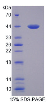 Figure 1. SDS-PAGE