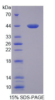 Figure 1. SDS-PAGE