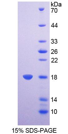 Figure 1. SDS-PAGE