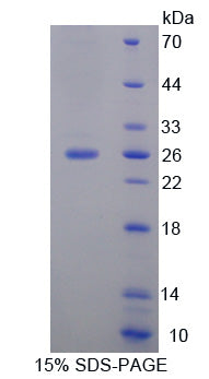 Figure 1. SDS-PAGE