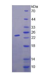 Figure 2. SDS-PAGE
