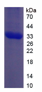 Figure 1. SDS-PAGE