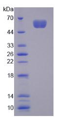 Figure 2. SDS-PAGE