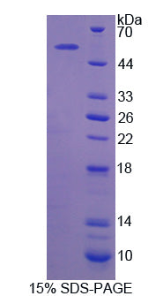 Figure 1. SDS-PAGE