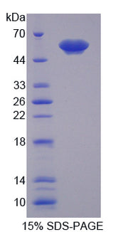 Figure 1. SDS-PAGE