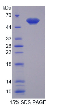 Figure 1. SDS-PAGE