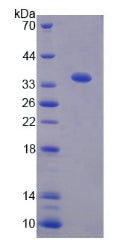 Figure 2. SDS-PAGE