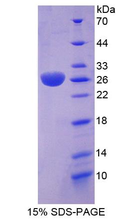 Figure 1. SDS-PAGE
