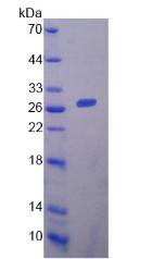 Figure 2. SDS-PAGE