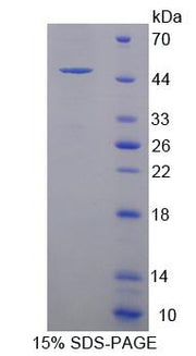 Figure 1. SDS-PAGE