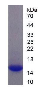 Figure 1. SDS-PAGE