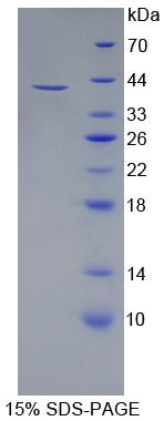 Figure 1. SDS-PAGE
