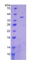Figure 2. SDS-PAGE
