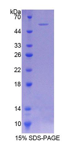 Figure 1. SDS-PAGE