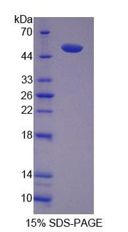 Figure 1. SDS-PAGE