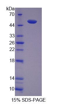 Figure 1. SDS-PAGE