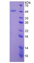 Figure 2. SDS-PAGE
