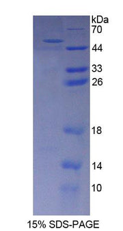 Figure 1. SDS-PAGE