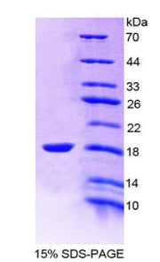 Figure 1. SDS-PAGE