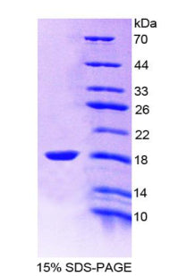 Figure 1. SDS-PAGE