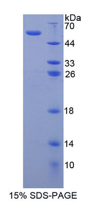 Figure 1. SDS-PAGE