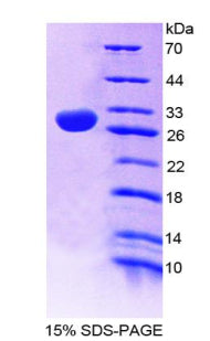 Figure 1. SDS-PAGE