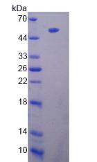Figure 3. SDS-PAGE
