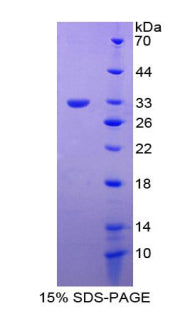 Figure 1. SDS-PAGE