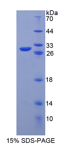 Figure 1. SDS-PAGE