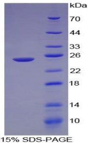 Figure 1. SDS-PAGE