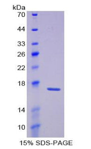 Figure 1. SDS-PAGE