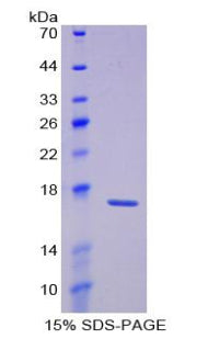 Figure 1. SDS-PAGE