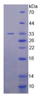 Figure 1. SDS-PAGE