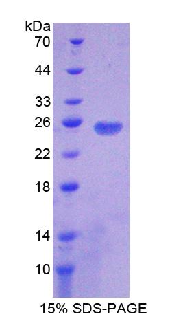 Figure 1. SDS-PAGE