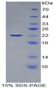 Figure 1. SDS-PAGE