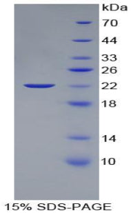Figure 1. SDS-PAGE